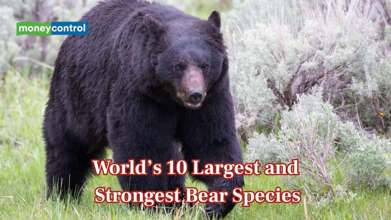 World’s 10 largest and strongest bear species
