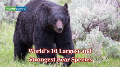World’s 10 largest and strongest bear species