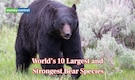 World’s 10 largest and strongest bear species