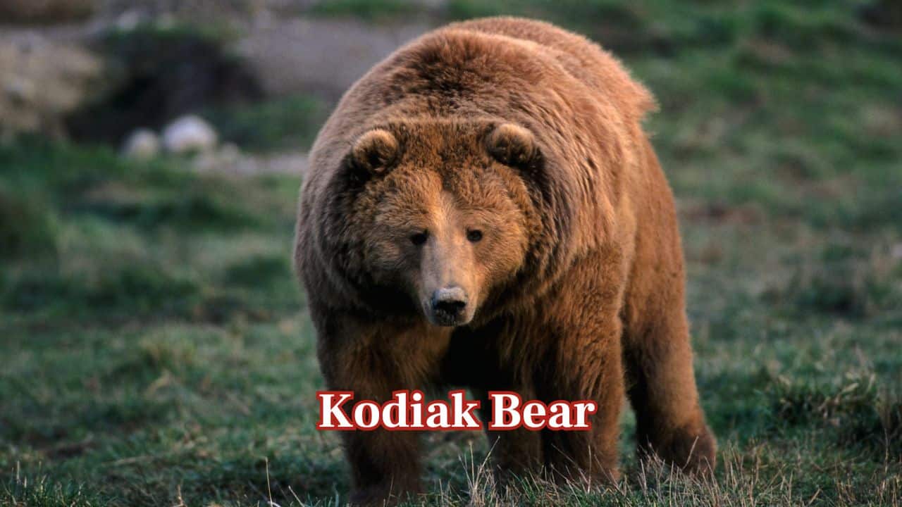 Kodiak Bear (Ursus arctos middendorffi): The largest brown bear alive, this giant rivals the polar bear in size and is found only in Alaska's Kodiak Archipelago. Males can weigh over 1,400 pounds. (Image: Canva)