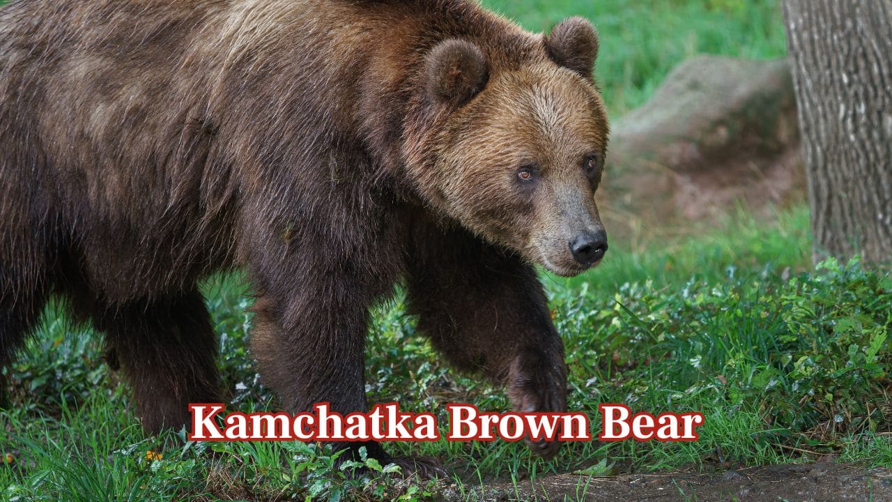 Kamchatka Brown Bear (Ursus arctos beringianus): Native to Russia's Kamchatka Peninsula, this Eurasian giant is the biggest brown bear outside North America. Known for its bulk and power, it thrives in salmon-rich rivers. (Image: Canva)