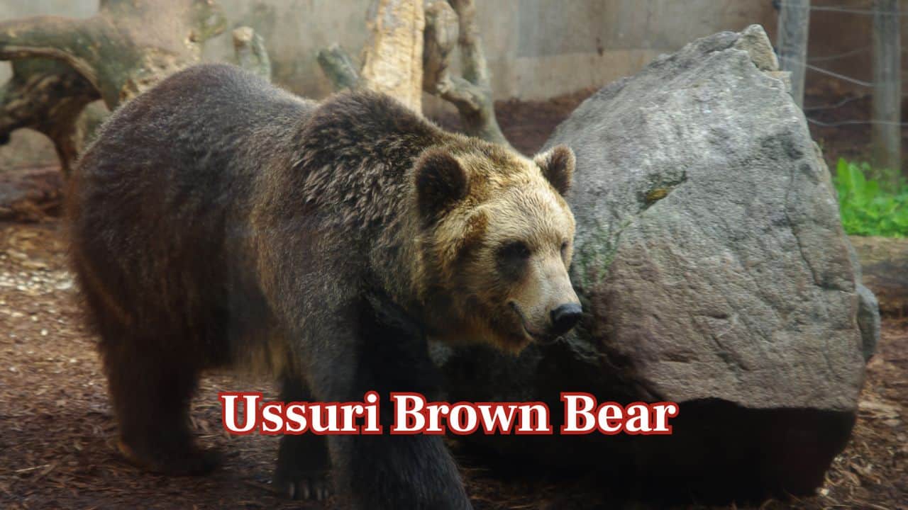 Ussuri Brown Bear (Ursus arctos lasiotus): Also known as the black grizzly, this is a bear that inhabits parts of Russia, China, and Japan. Males can weigh over 1,000 pounds, with thick fur and a commanding presence. (Image: Canva)