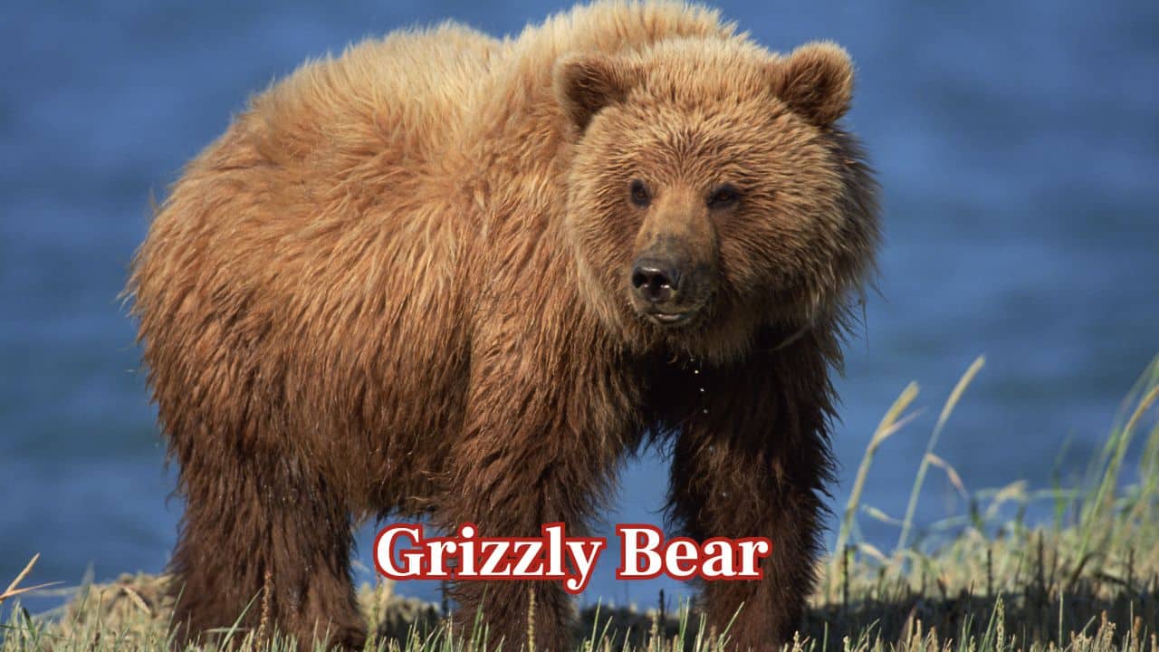 Grizzly Bear (Ursus arctos horribilis): Hailing from North America, the grizzly is renowned for its muscular build and ferocious nature. It can weigh over 800 pounds and manages to run at a surprisingly fast speed given its size. (Image: Canva)
