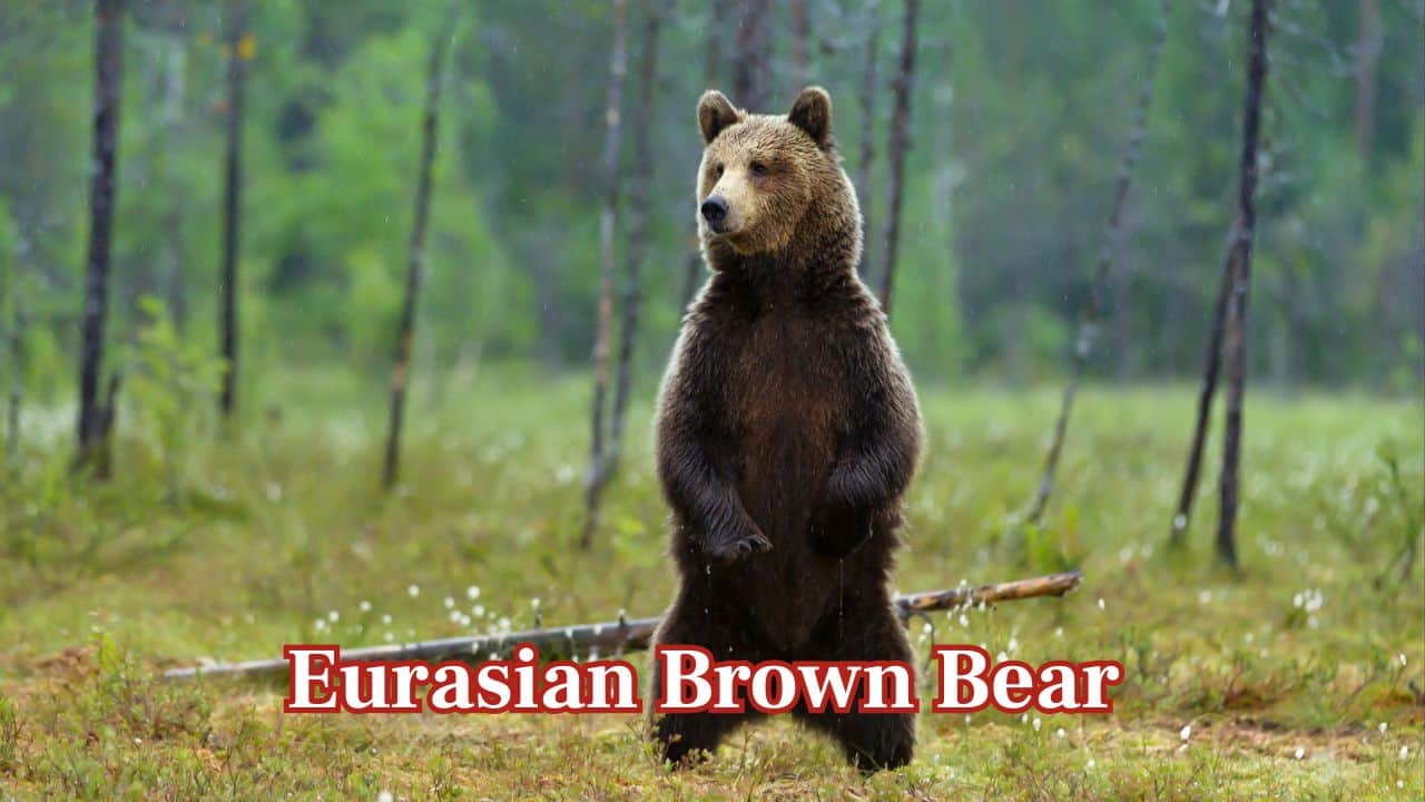 Eurasian Brown Bear (Ursus arctos arctos): The Eurasian brown bear was once the most widespread predator in Europe but now exists only in forests and mountains, where some individuals weigh up to 700 pounds. (Image: Canva)