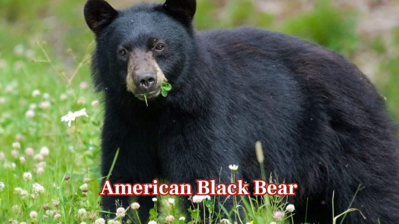 American Black Bear (Ursus americanus): The most common bear in North America, it's smaller than its brown cousins but highly adaptable. It inhabits forests from Canada to Mexico and weighs up to 600 pounds. (Image: Canva)