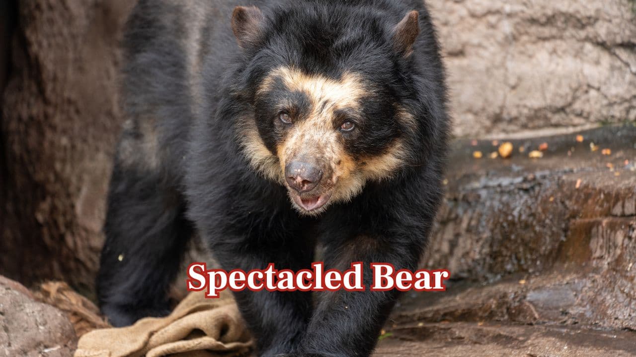 Spectacled Bear (Tremarctos ornatus): The only South American bear, the spectacled bear, lives in the Andes. Its white eye markings are shaped like glasses, hence the name for this rare bear. (Image: Canva)