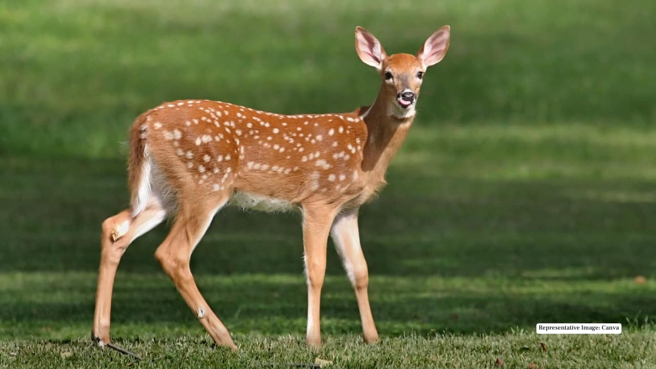 1. Deer Graceful and alert, deer are among the most common sightings here. The sanctuary’s open meadows are often dotted with herds grazing in the soft morning light — a serene sight that sets the tone for your wild adventure.