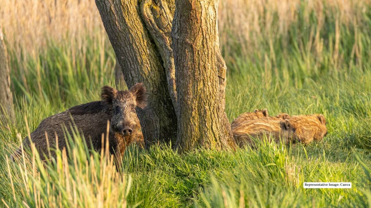 2. Wild Boar These rugged forest dwellers roam fearlessly through Mahuadanr’s woodlands. Known for their sharp tusks and bold temperament, wild boars add a dash of thrill to every safari trail.