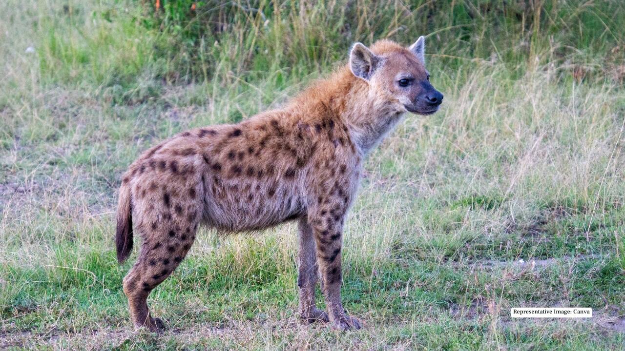 3. Hyenas The striped hyena, with its eerie calls echoing through the night, is one of the sanctuary’s most intriguing nocturnal predators. Spotting one is a rare but unforgettable experience.