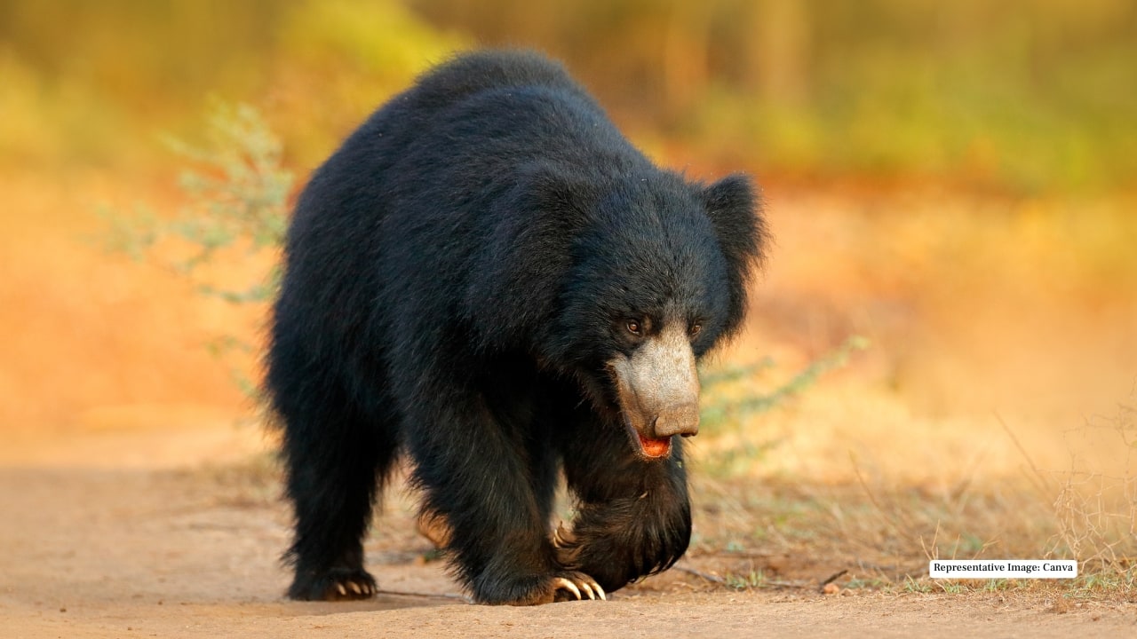 4. Sloth Bear Shaggy, solitary, and surprisingly agile, the sloth bear is another charismatic creature that calls Mahuadanr home. Often seen ambling along termite mounds, it’s a true symbol of India’s wilderness.
