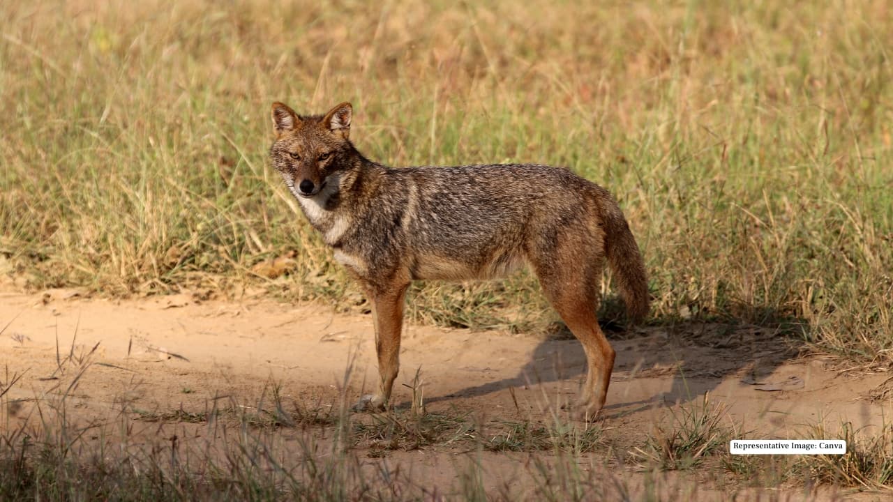 5. Jackals Always alert and cunning, jackals are frequently spotted near open patches or waterholes. Their playful howls often form a haunting harmony with the wolves at dusk.