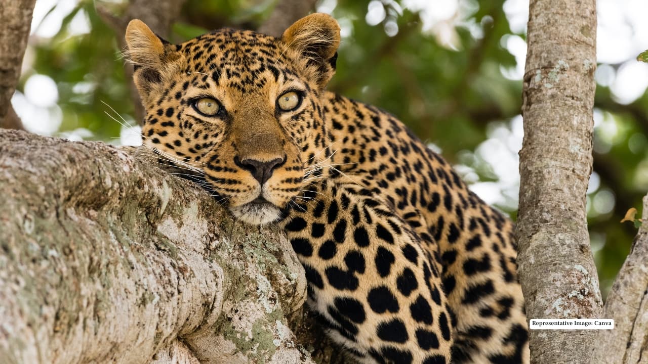 6. Leopard For the patient and lucky traveller, leopards occasionally emerge from Mahuadanr’s dense forests. Masters of stealth, they remain the sanctuary’s most elusive yet captivating predators.