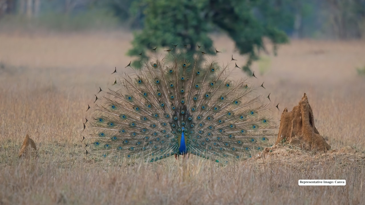 7. Peafowl Adding colour to the green expanse, the Indian peafowl can often be seen dancing in the open fields or perched gracefully on forest edges, their feathers catching the sunlight in full glory.