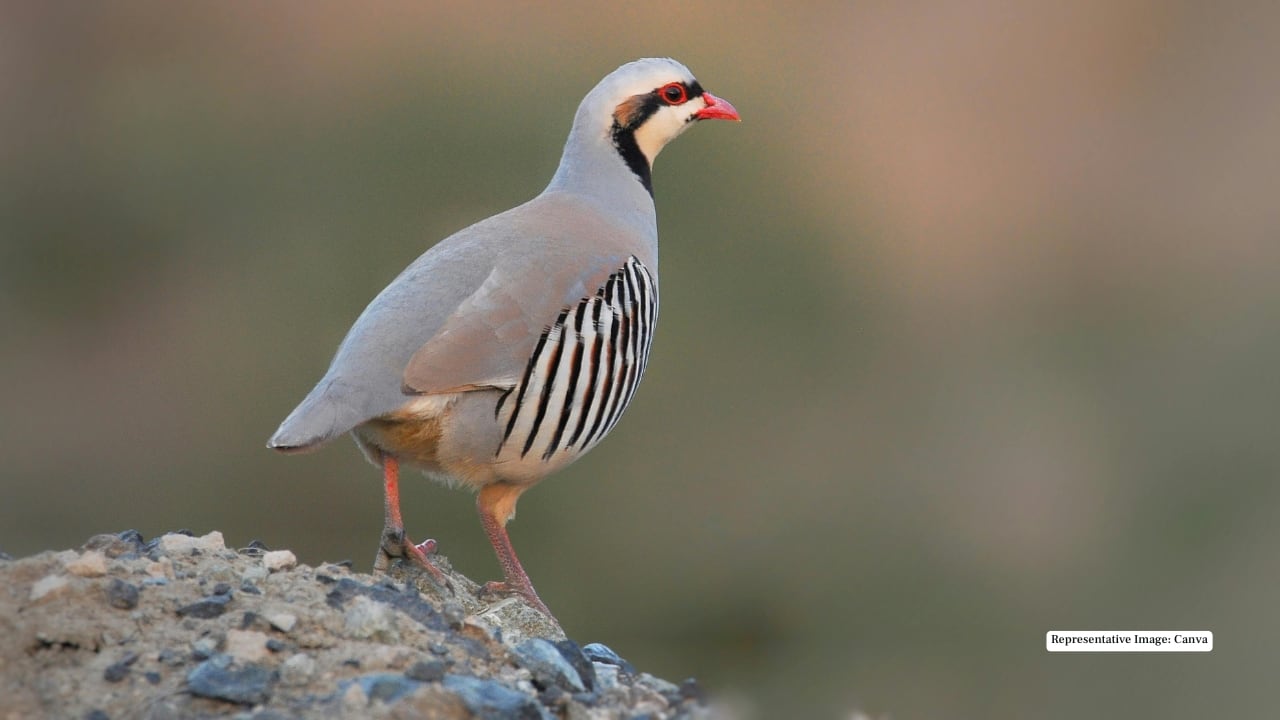 8. Partridge Ground-dwelling and quick-footed, partridges scurry through the undergrowth in small flocks. Their rhythmic calls often accompany early morning treks through the sanctuary.
