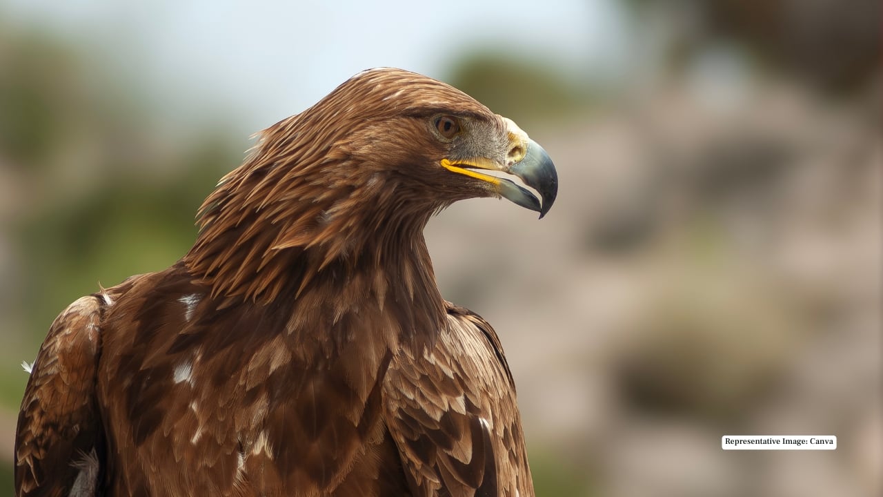 9. Eagle Mahuadanr’s open skies are a paradise for bird watchers. Eagles soar high above the canopy, scanning the land for prey — a powerful symbol of freedom and wilderness.