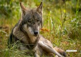 Beyond the Wolf: 9 animals to spot at Mahuadanr, India’s first and only wolf sanctuary