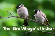 The 'Bird Village' of India: With over 100+ rare species, how Menar became a global model for conservation The 'Bird Village' of India: With over 100+ rare species, how Menar became a global model for conservation
