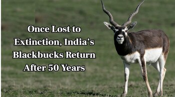 From Extinction to Revival: How India Brought Back Its Lost Blackbucks After 50 Years