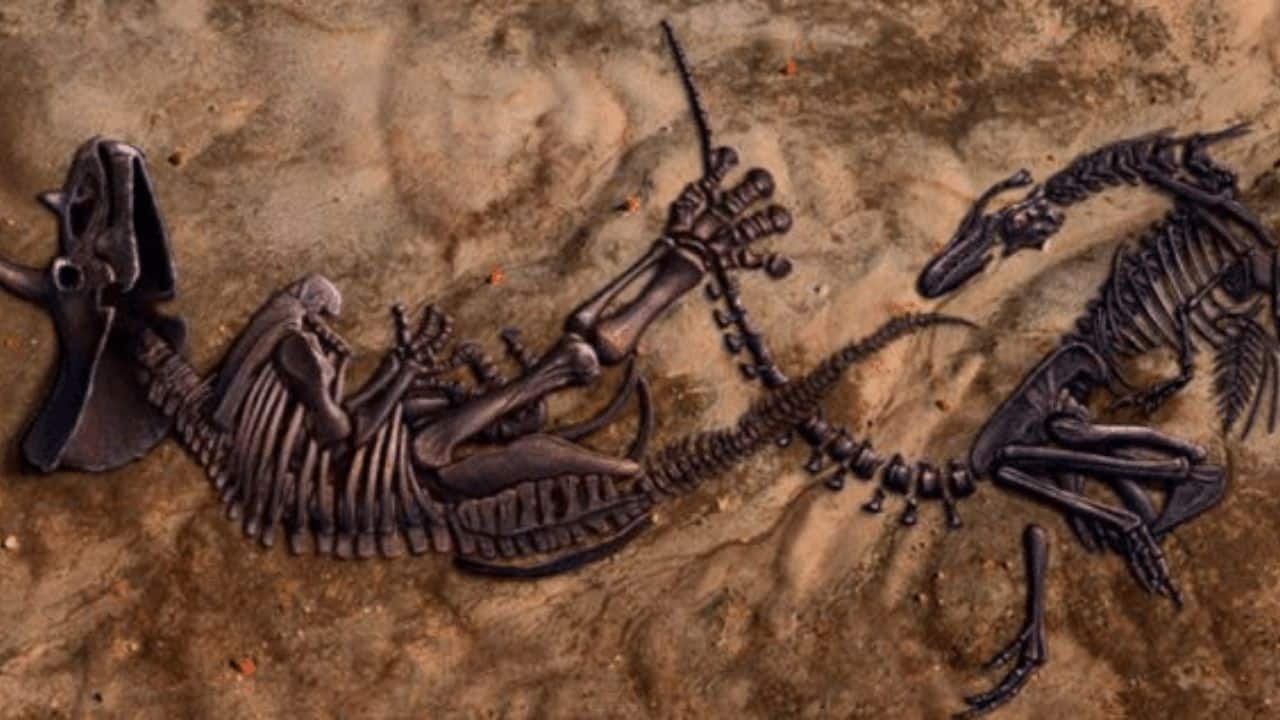 Nanotyrannus declared a distinct tyrannosaur species, turning dinosaur research upside down