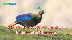 Nature’s Rainbow Bird: This Monal is the jewel of the Himalayas