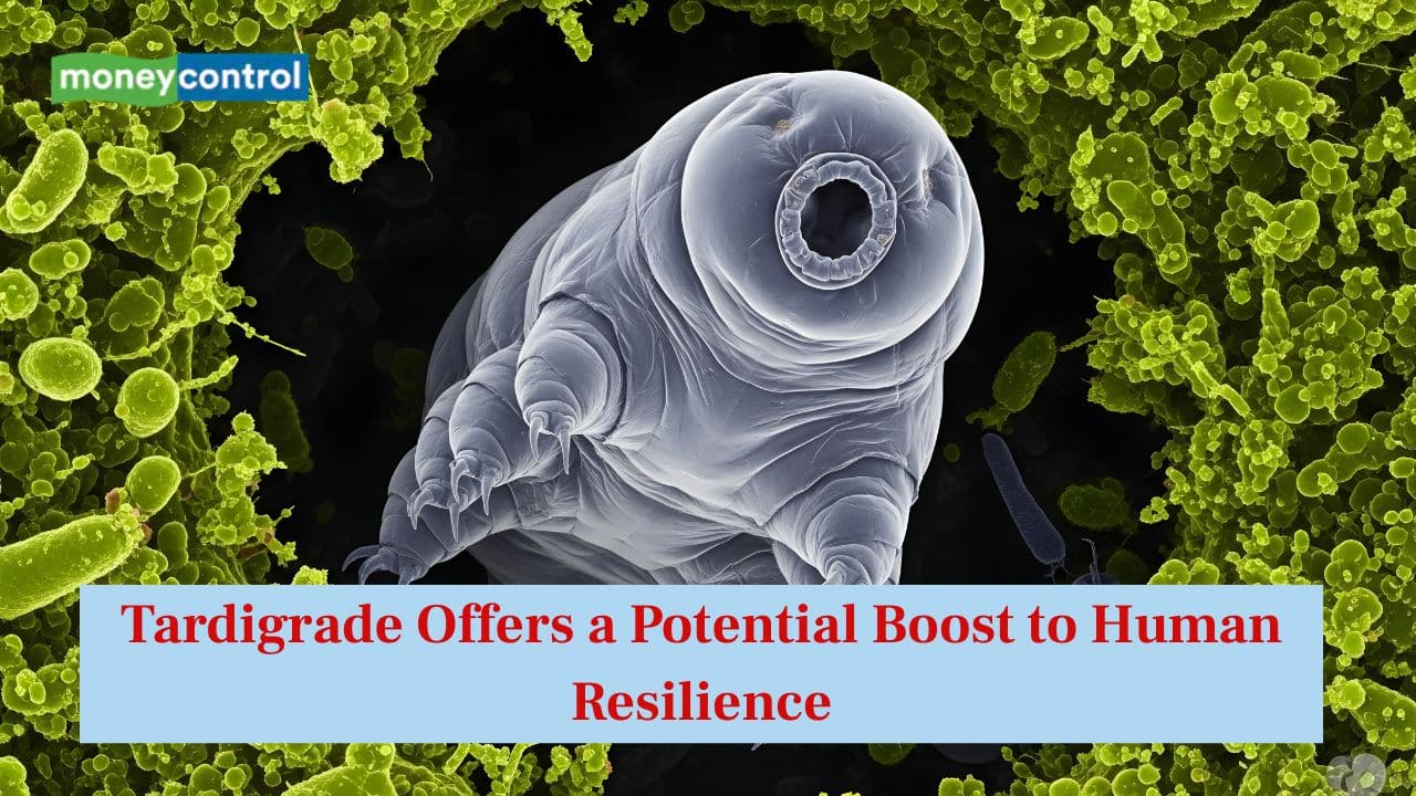 Tardigrade's protein 'Dsup' offers potential boost to human resilience-Here is what study says