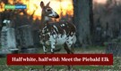 Half white, half wild: Meet the Piebald Elk