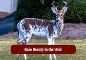 Half white, half wild: Meet the Piebald Elk