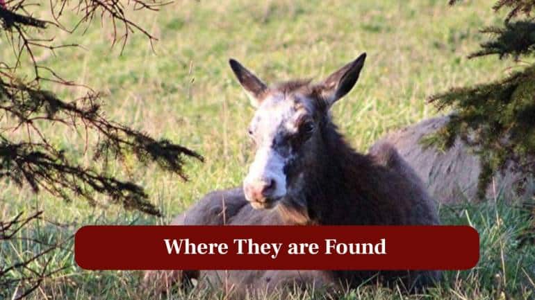 4. Where they are found: These majestic elk are occasionally sighted across North America, especially in forested and mountainous regions. (Image: Canva)