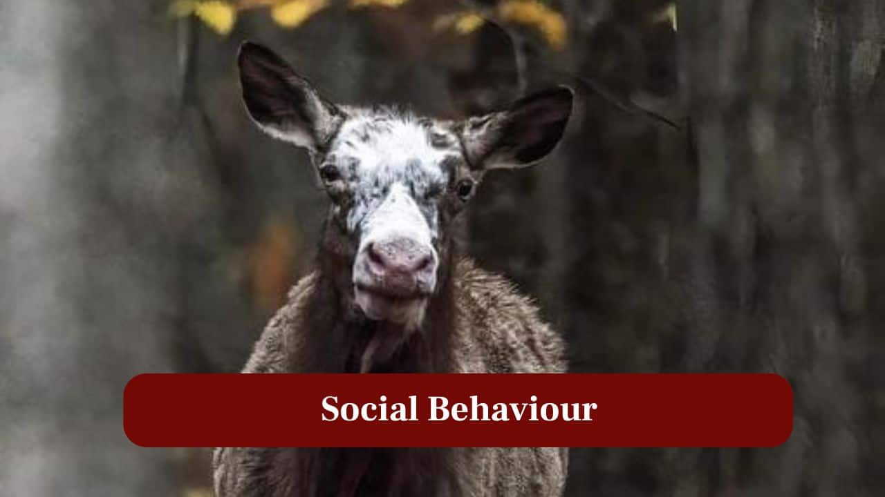 5. Social Behaviour: Despite their unusual looks, piebald elk behave similarly to other elk within their herds. (Image: Canva)