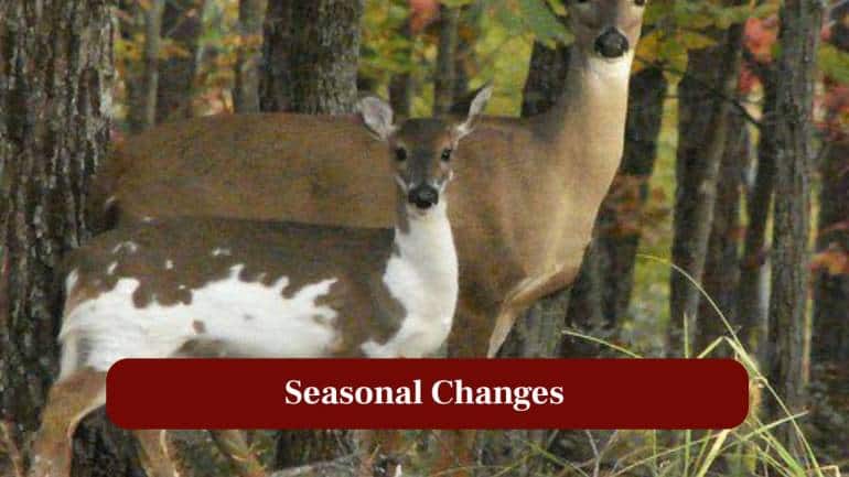 8. Seasonal Changes: In winter, their white patches blend with snow, offering rare seasonal camouflage advantages. (Image: Canva)