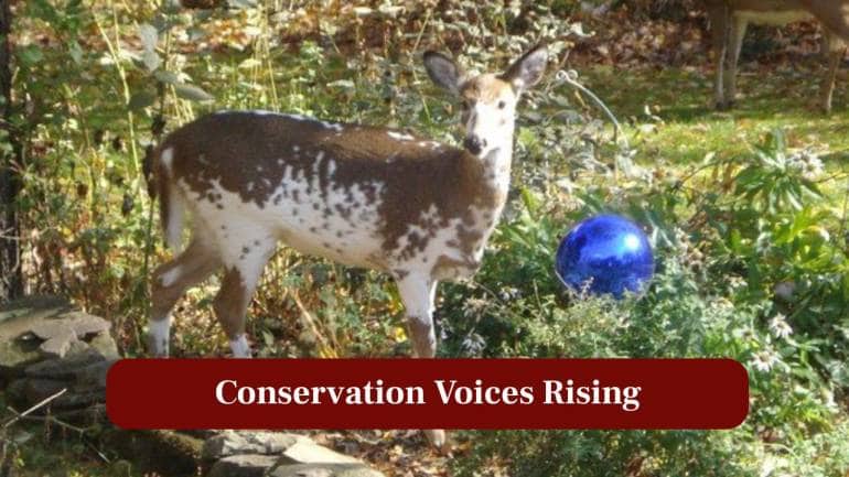 9. Conservation Voices Rising: Wildlife advocates urge protection from poaching, ensuring these rare genes remain part of elk populations. (Image: Canva)