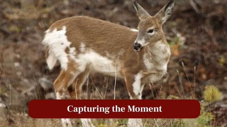 10. Capturing the Moment: Spotting a piebald elk is a once-in-a-lifetime experience for hikers and nature lovers. (Image: Canva)