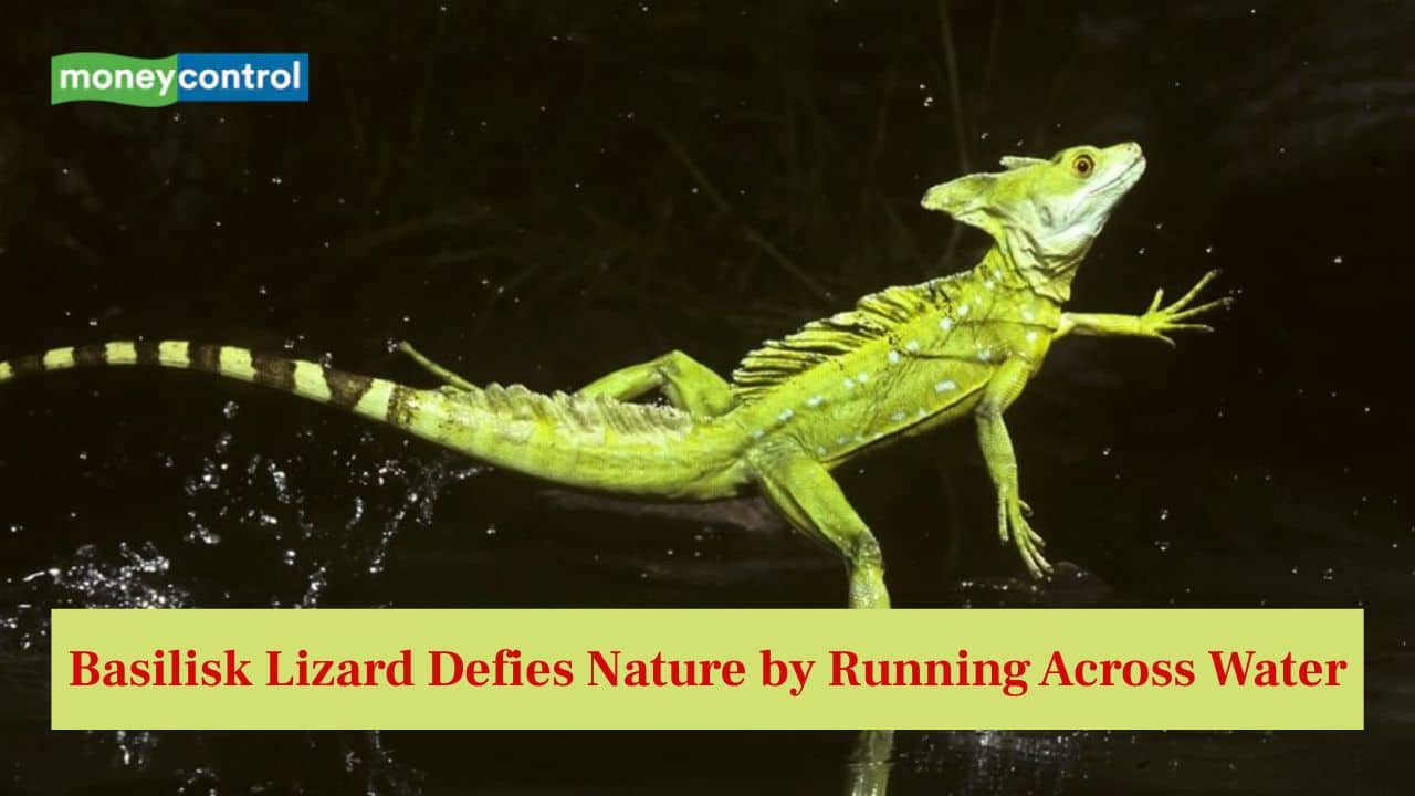 Water walking lizard: This lizard defies nature by running across water