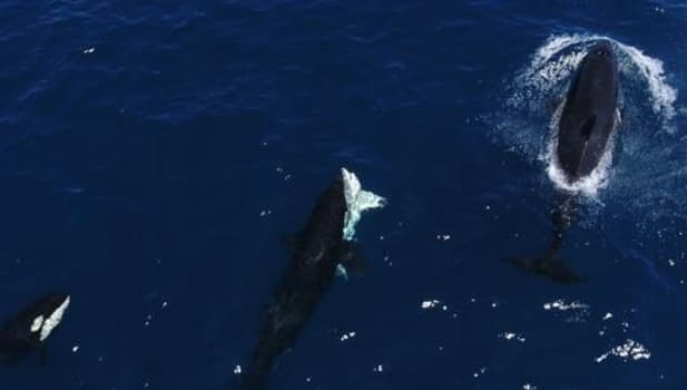 Killer whales target juvenile great white sharks in gulf of California