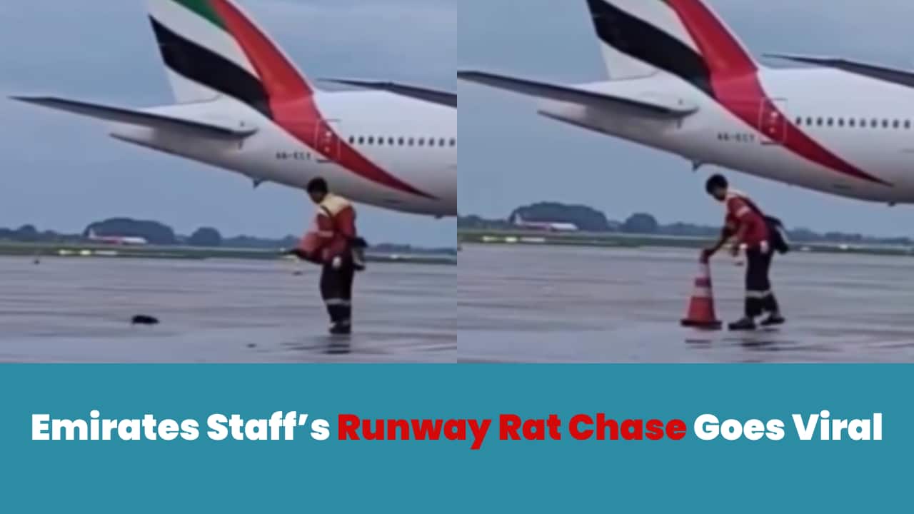 Emirates staff’s rat chase turns runway into comedy scene; internet calls it ‘mousesaurus mayhem’