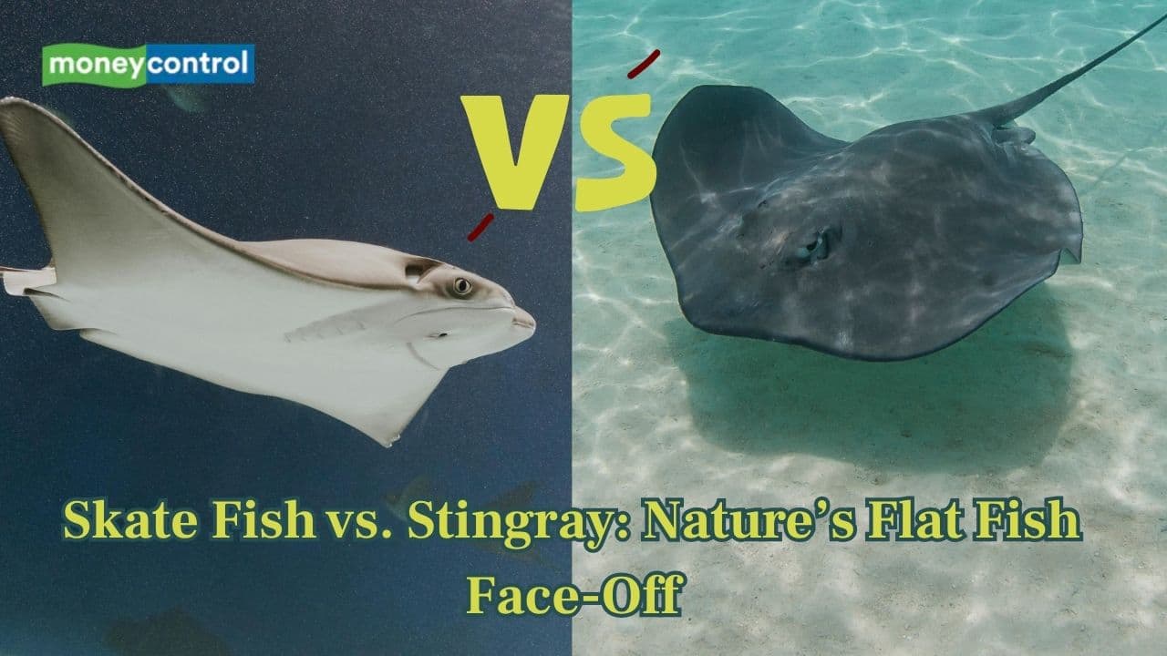 Skate Fish vs. Stingray: Nature’s flat fish face-off