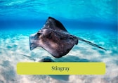 Skate Fish vs. Stingray: Nature’s flat fish face-off