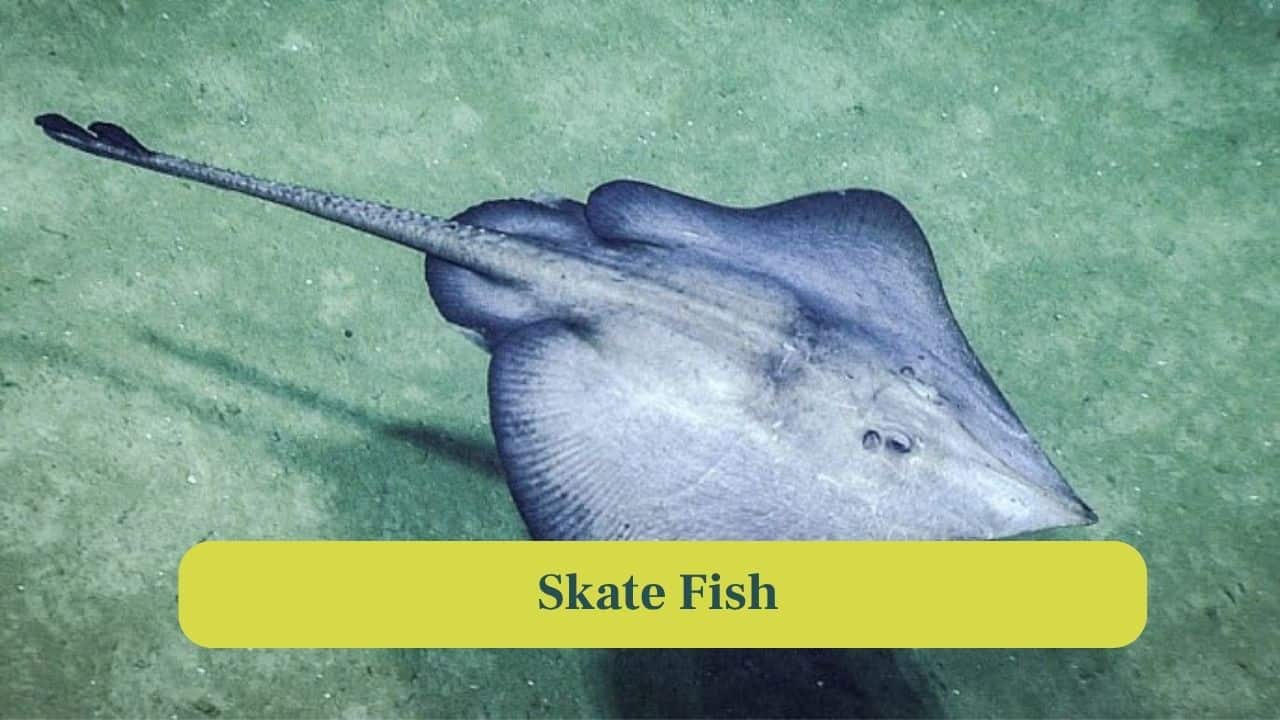 2, Skate Fish: Skates are cartilaginous fish with a diamond-shaped body, slow swimmers that glide gracefully along ocean floors. (Image: Canva)