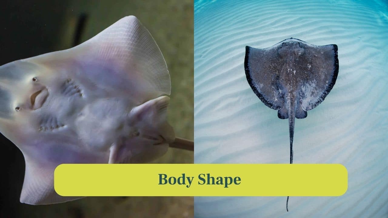 3. Body shape: Both have flattened bodies, but skates are thicker with pointed fins, whereas stingrays have smooth, flexible wings. (Image: Canva)
