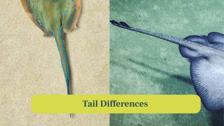 4. Tail differences: Skates feature slender, fleshy tails without stingers, while stingrays use sharp, venomous tails as self-defense tools. (Image: Canva)