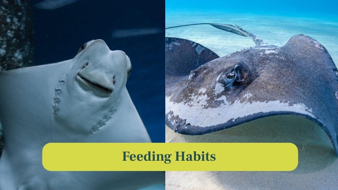 5. Feeding Habits: Both are bottom feeders, consuming mollusks, crustaceans, and small fish, using electroreceptors to detect hidden prey. (Image: Canva) 