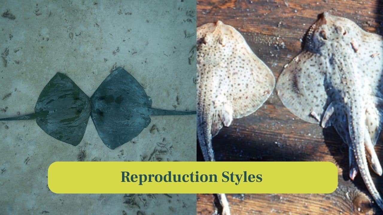 7. Reproductive Styles: Skates lay eggs called “mermaid’s purses,” while stingrays give live birth to fully-formed pups in shallow waters. (Image: Canva)