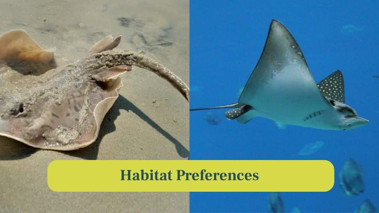 8. Habitat Preferences: Skates prefer colder, deeper oceans, while stingrays inhabit warmer, shallower coastal waters and estuaries worldwide. (Image: Canva)