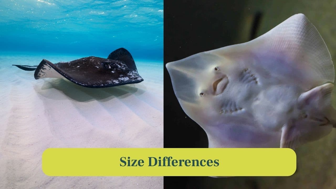 9. Size Differences: Stingrays can grow significantly larger, some exceeding six meters, while most skates are smaller and more compact. (Image: Canva)