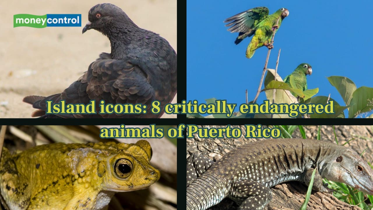 Island icons: 8 critically endangered animals of Puerto Rico