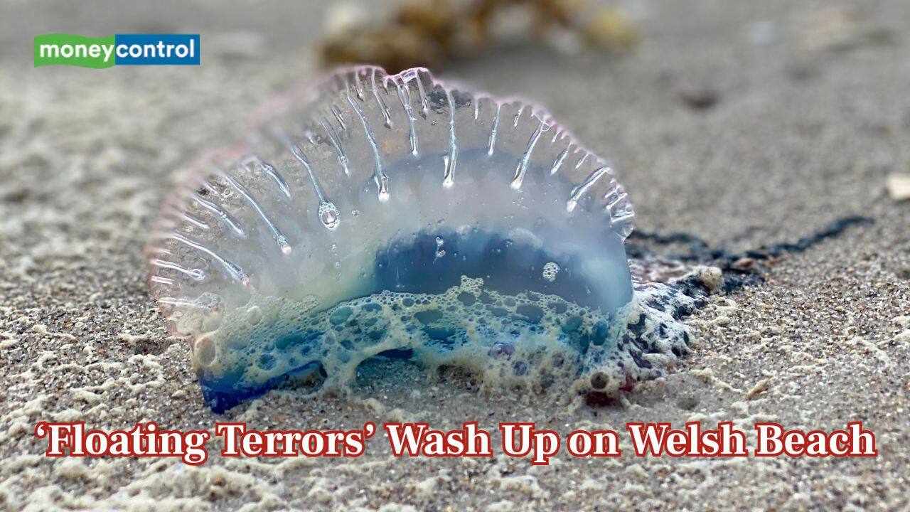 ‘Floating Terrors’ spotted in Wales: Coastguard issues public alert over ‘extremely dangerous’ sea creatures – Here’s why
