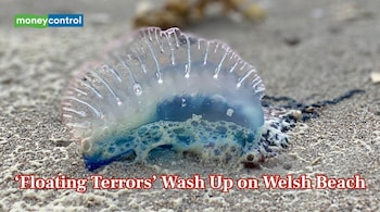 ‘Floating Terrors’ Return to UK Shores (Image: Canva)