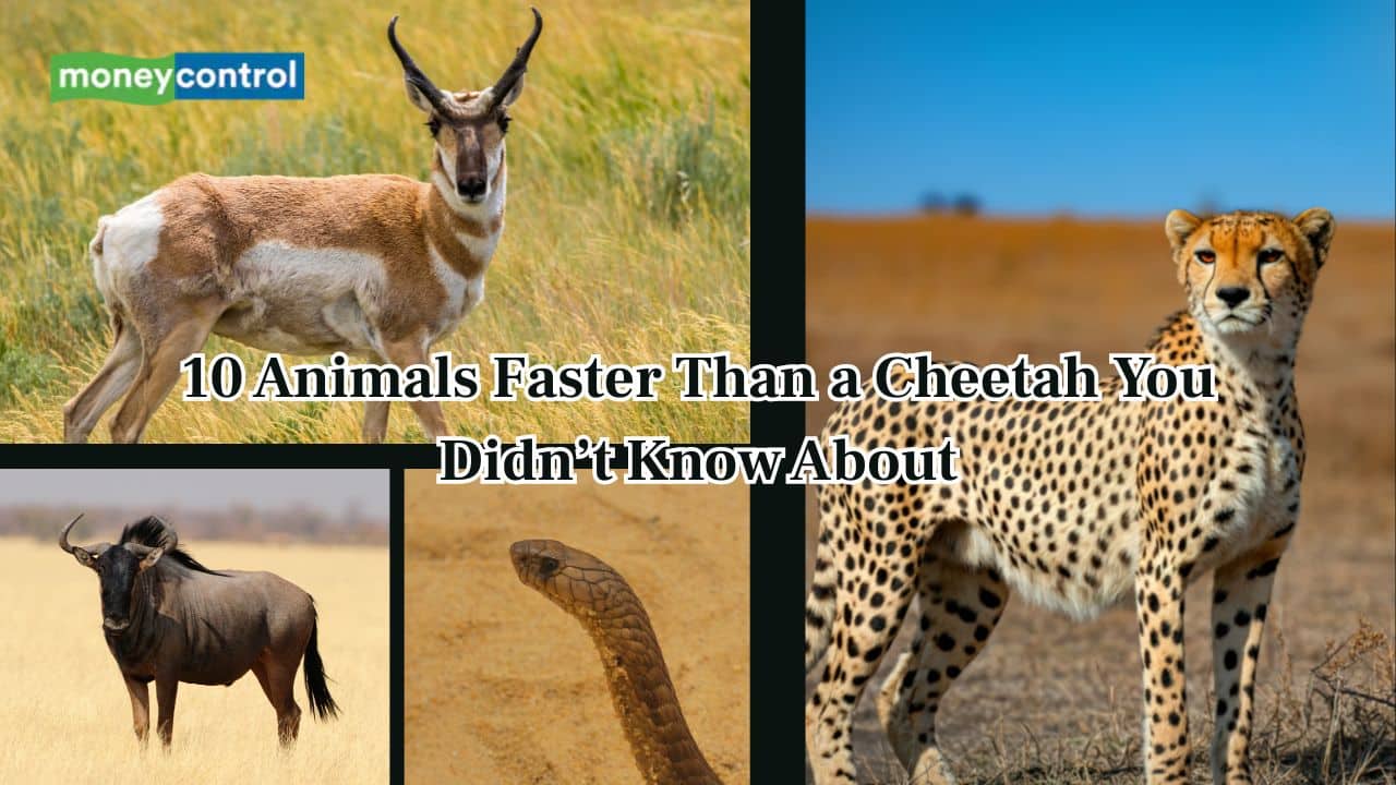 10 animals faster than a Cheetah you didn’t know about