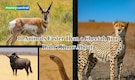 10 animals faster than a Cheetah you didn’t know about