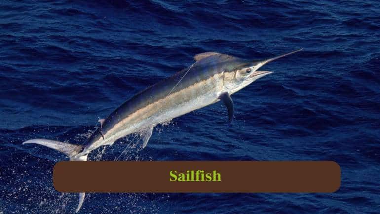 2. Sailfish: Known as the ocean’s speedster, sailfish swim at 68 miles per hour, striking prey with unmatched aquatic precision. (Image: Canva)